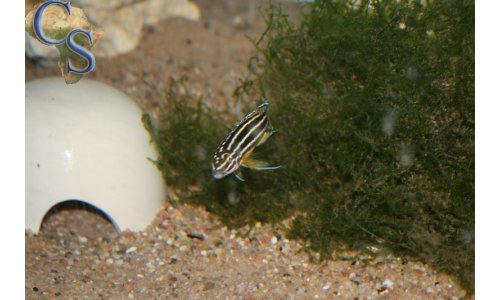 Julidochromis Regani Burundi